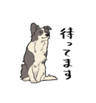 賢いボーダーコリー（個別スタンプ：1）