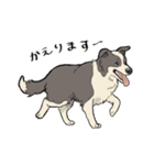 賢いボーダーコリー（個別スタンプ：3）