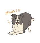 賢いボーダーコリー（個別スタンプ：9）