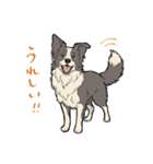 賢いボーダーコリー（個別スタンプ：13）