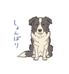 賢いボーダーコリー（個別スタンプ：23）