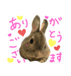 ぼくはうさぎ9（個別スタンプ：5）