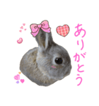 ぼくはうさぎ9（個別スタンプ：6）