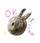 ぼくはうさぎ9（個別スタンプ：7）