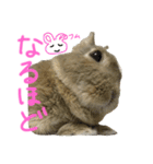 ぼくはうさぎ9（個別スタンプ：9）
