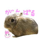 ぼくはうさぎ9（個別スタンプ：13）
