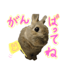 ぼくはうさぎ9（個別スタンプ：14）