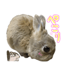 ぼくはうさぎ9（個別スタンプ：15）