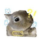 ぼくはうさぎ9（個別スタンプ：19）