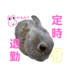 ぼくはうさぎ9（個別スタンプ：21）