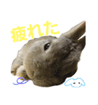 ぼくはうさぎ9（個別スタンプ：22）