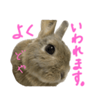ぼくはうさぎ9（個別スタンプ：23）
