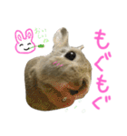 ぼくはうさぎ9（個別スタンプ：24）