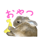 ぼくはうさぎ9（個別スタンプ：25）