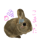 ぼくはうさぎ9（個別スタンプ：27）