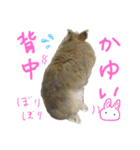 ぼくはうさぎ9（個別スタンプ：29）