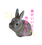 ぼくはうさぎ9（個別スタンプ：33）