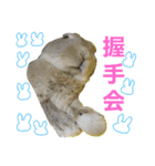 ぼくはうさぎ9（個別スタンプ：34）