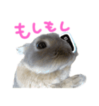 ぼくはうさぎ9（個別スタンプ：35）