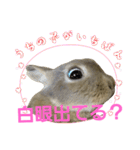 ぼくはうさぎ9（個別スタンプ：37）