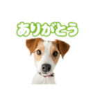 jacknana（個別スタンプ：1）