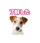 jacknana（個別スタンプ：2）