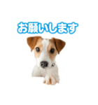jacknana（個別スタンプ：4）