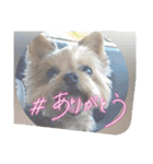 チョビ▪️マメ▪️ツブ（個別スタンプ：1）