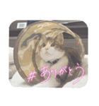 チョビ▪️マメ▪️ツブ（個別スタンプ：3）