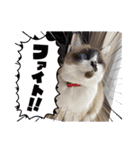 チョビ▪️マメ▪️ツブ（個別スタンプ：5）