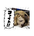 チョビ▪️マメ▪️ツブ（個別スタンプ：6）