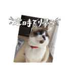 チョビ▪️マメ▪️ツブ（個別スタンプ：14）
