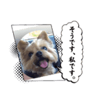 チョビ▪️マメ▪️ツブ（個別スタンプ：16）