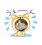 チョビ▪️マメ▪️ツブ（個別スタンプ：36）