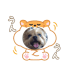 チョビ▪️マメ▪️ツブ（個別スタンプ：40）