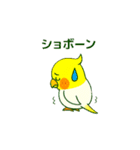 ラブリーチャーミーなオカメインコちゃん（個別スタンプ：34）