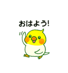 ラブリーチャーミーなオカメインコちゃん（個別スタンプ：40）