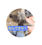 アルさん敬語ver.（個別スタンプ：1）