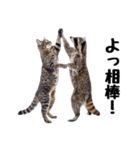 仲良し動物ハイタッチで平和（個別スタンプ：2）