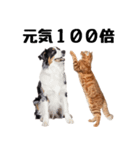 仲良し動物ハイタッチで平和（個別スタンプ：6）