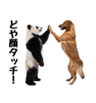 仲良し動物ハイタッチで平和（個別スタンプ：8）