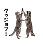 仲良し動物ハイタッチで平和（個別スタンプ：12）
