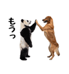 仲良し動物ハイタッチで平和（個別スタンプ：15）