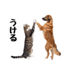 仲良し動物ハイタッチで平和（個別スタンプ：20）
