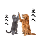 仲良し動物ハイタッチで平和（個別スタンプ：21）