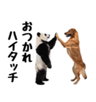 仲良し動物ハイタッチで平和（個別スタンプ：24）