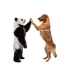 仲良し動物ハイタッチで平和（個別スタンプ：31）