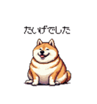 三河弁の太っちょ柴犬（個別スタンプ：1）
