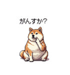 三河弁の太っちょ柴犬（個別スタンプ：10）