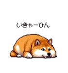 三河弁の太っちょ柴犬（個別スタンプ：19）